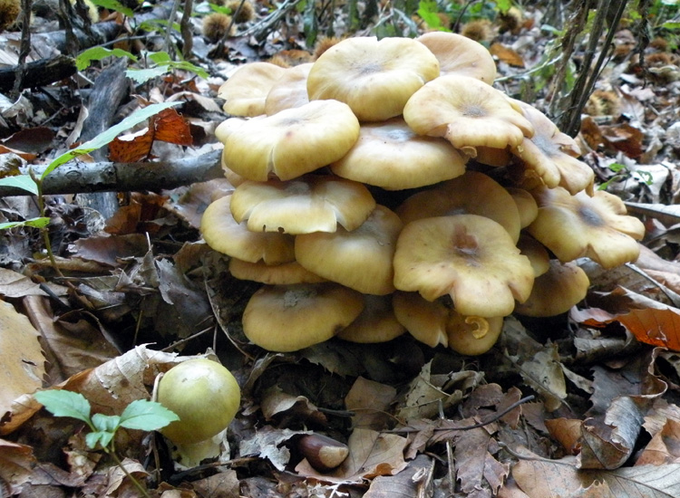 Amanita con loro spore